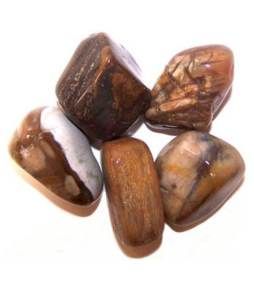 Pack of 24 M TumbMe Stone - Petrified Wood